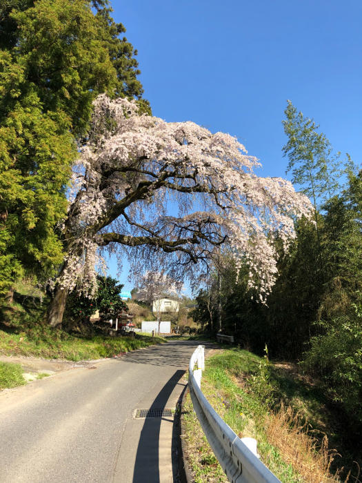 北国の春_f0096666_16505103.jpg