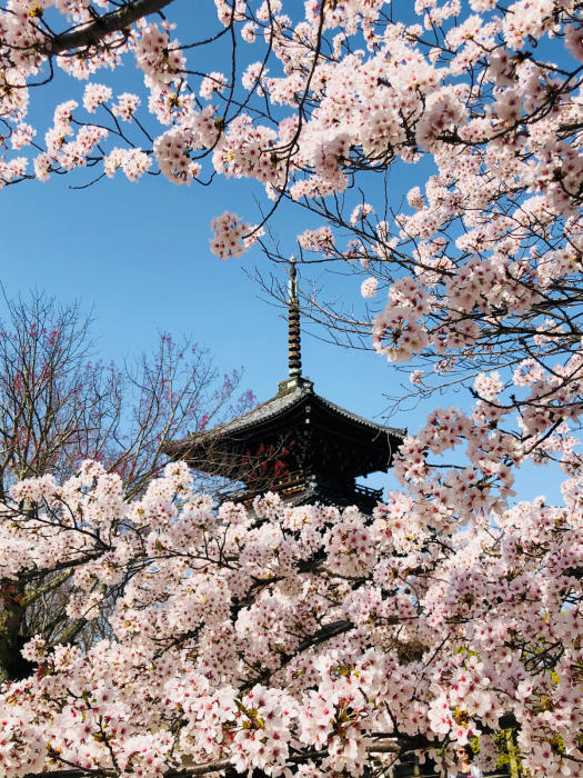 京都真正極楽寺真如堂の三重塔と桜_f0109069_21091029.jpg