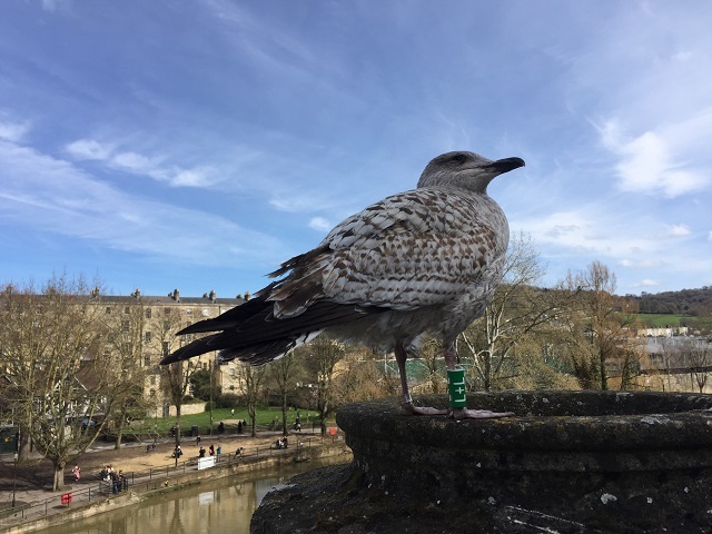 子供のカモメ ロンパラ London パラダイス