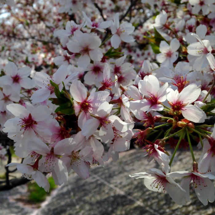 桜の開花始まりました_b0087077_10051029.jpg