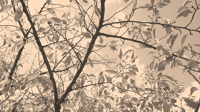 d0378078_10503680.png