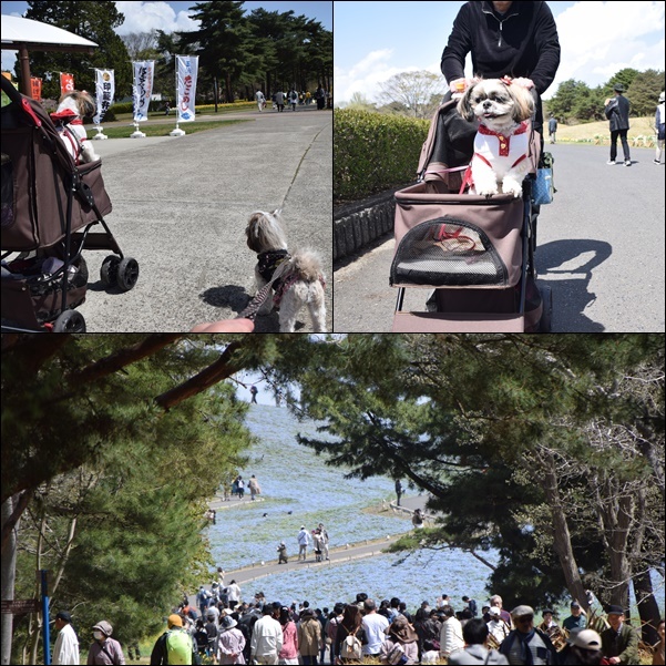 海浜公園に行って来ました！　青の世界編_e0234881_19495144.jpg