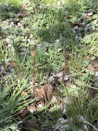 f0315081_17370396.jpeg