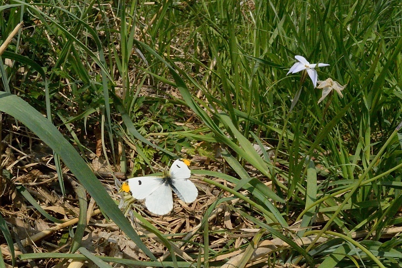 小畔川便り（ツマキチョウ:2018/4/2）_f0031682_21153037.jpg