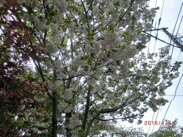 a0185783_14241527.jpg