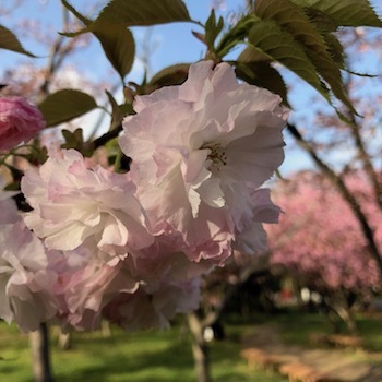 今週は匂い溢れる公園で朝散歩_a0191183_19224521.jpg