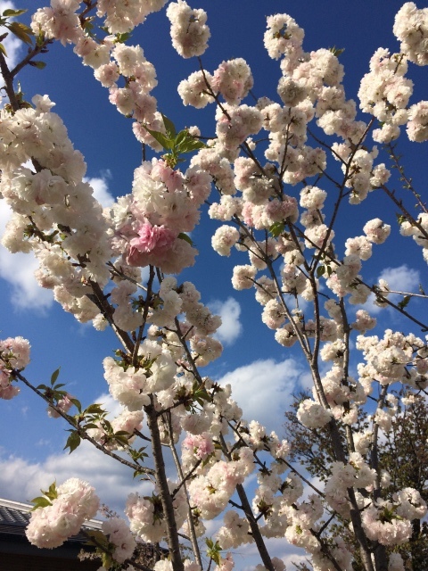 ホットケーキと八重の桜_a0272685_18170349.jpg