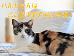 ハルちゃんはどこにも行きません
