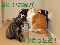 琥珀、幸せになりました