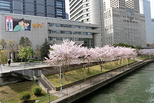 藤田八束の鉄道写真＠春爛漫・・・桜と鉄道写真、貨物列車と桜、散りゆく桜は美しい、ガーデニングの季節_d0181492_22361968.jpg