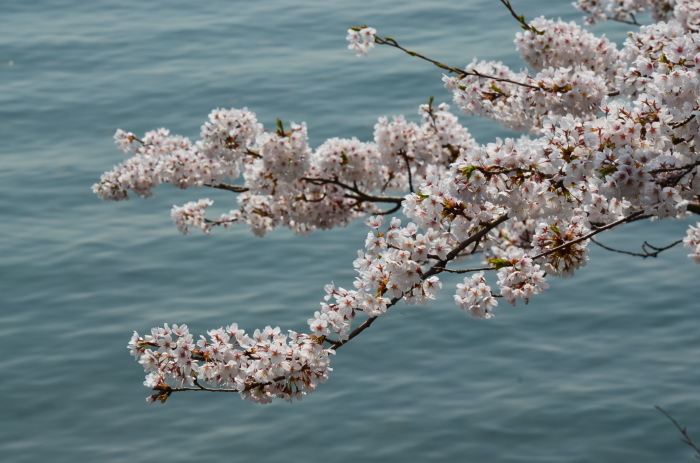 海津大崎お花見徘徊　2018年　　_f0374895_22510419.jpg