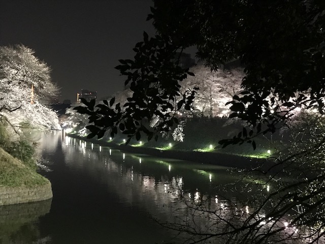 2018年の桜(1)_b0129897_13231711.jpg