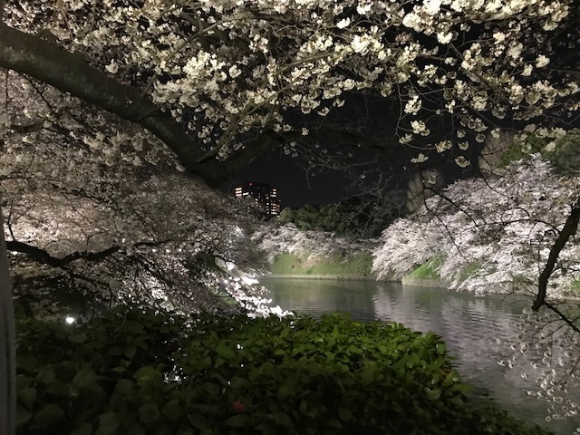2018年の桜(1)_b0129897_13232595.jpg