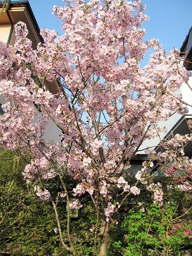 満開の御殿場桜_c0117898_21524954.jpg