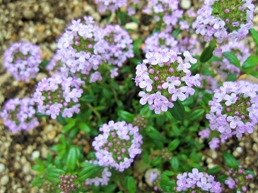 c0117898_21554408.jpg