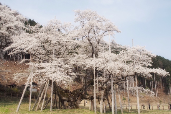 桜も終わり、荷物も届いて_d0252505_09354885.jpeg