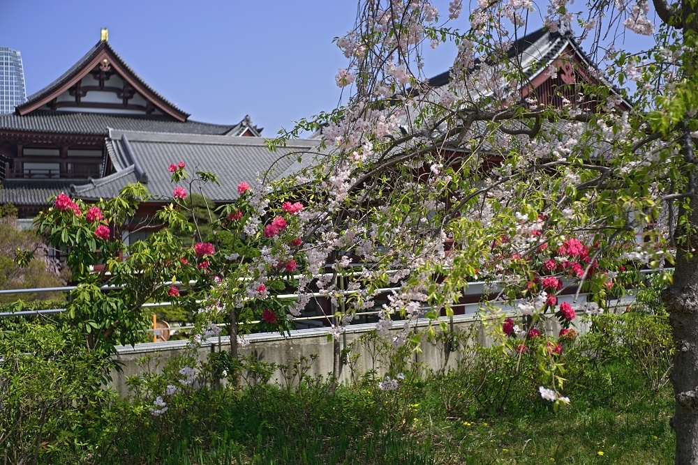 東京タワーと枝垂れ桜2018_d0376905_15003728.jpg