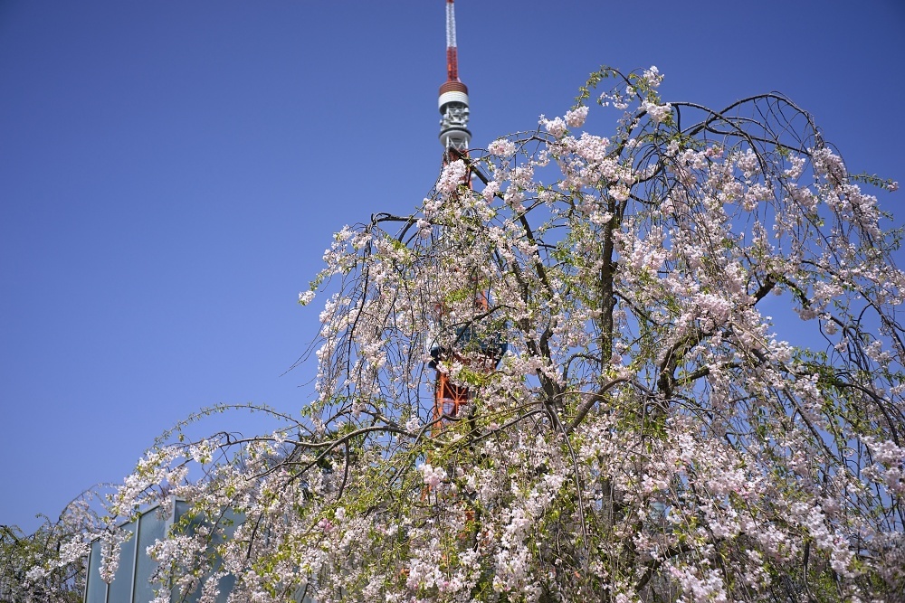 東京タワーと枝垂れ桜2018_d0376905_15025529.jpg