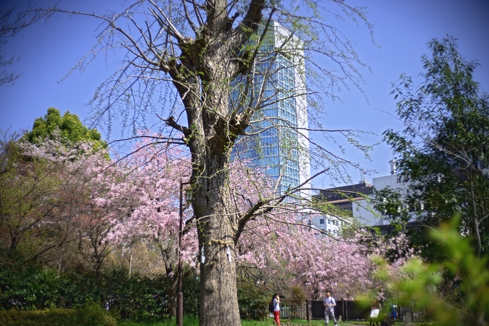 東京タワーと枝垂れ桜2018_d0376905_15044285.jpg