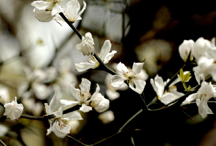 　からたちの花　が咲いています_d0140806_14293466.jpg