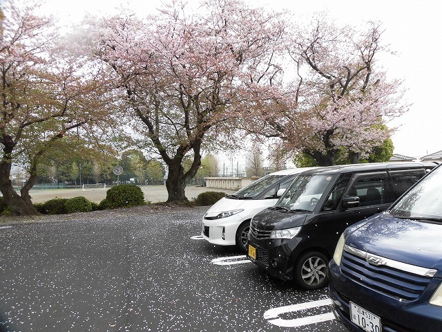 雨上がりでサクラの落花が少し残念　今泉小・吉原二中の入学式_f0141310_07591110.jpg
