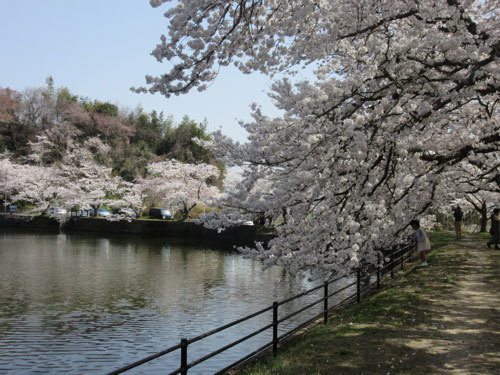 今年しまいの桜_a0164011_20503670.jpg