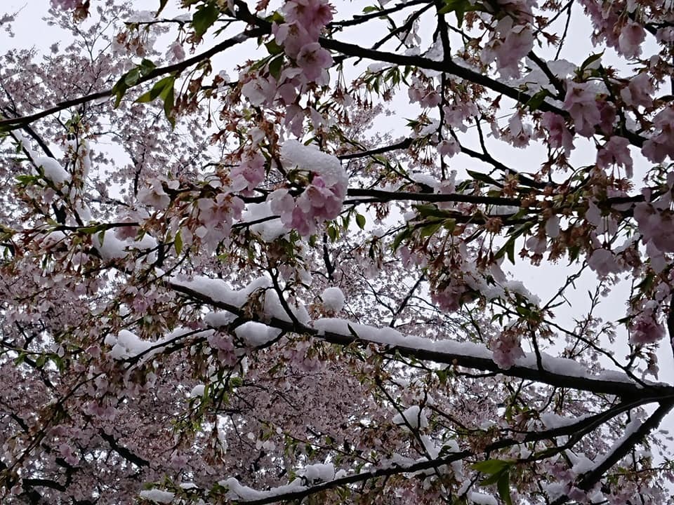 凍える桜_d0103314_00450034.jpg