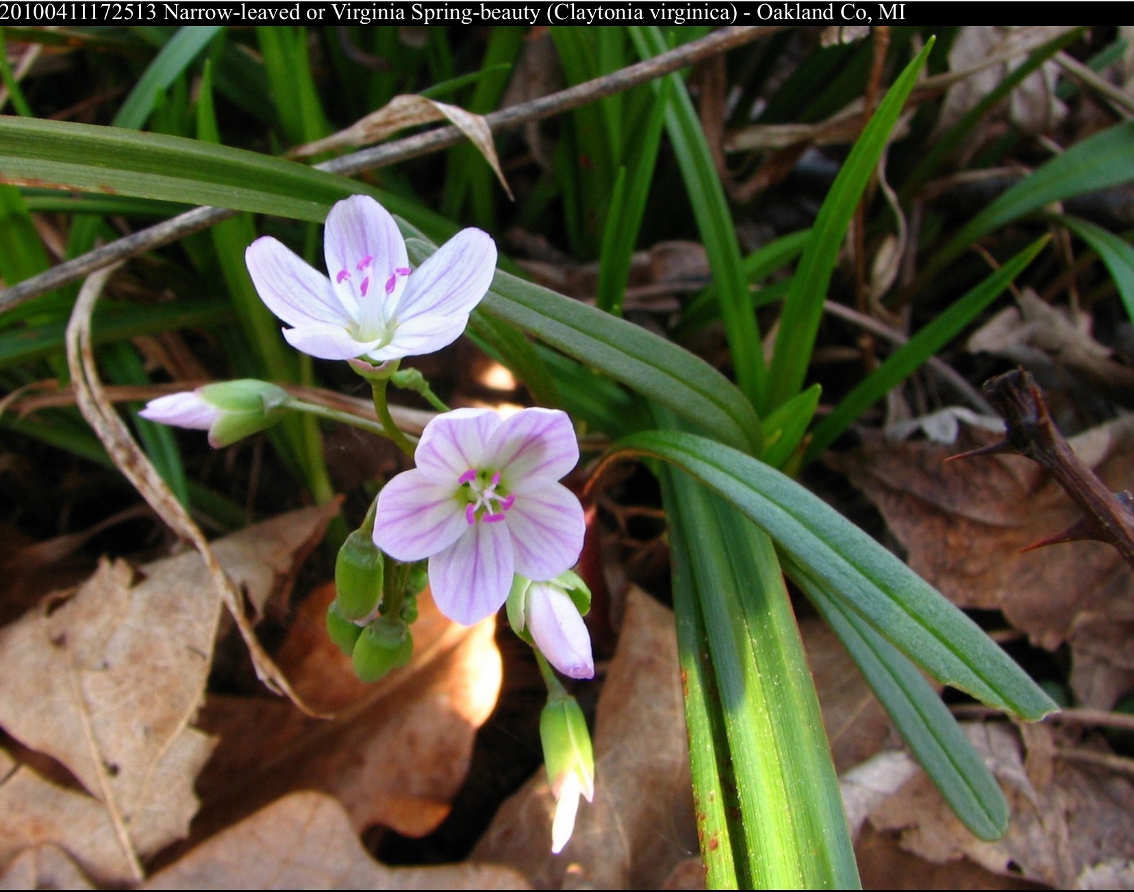 b0365715_05011333.png