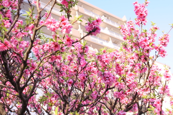 自宅前の桜_e0103921_20415894.jpg