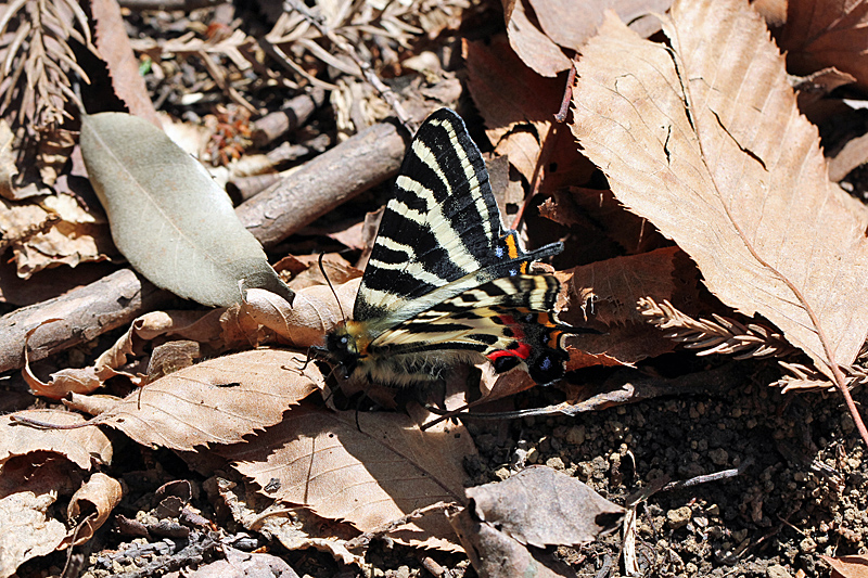 d0054625_0624.jpg