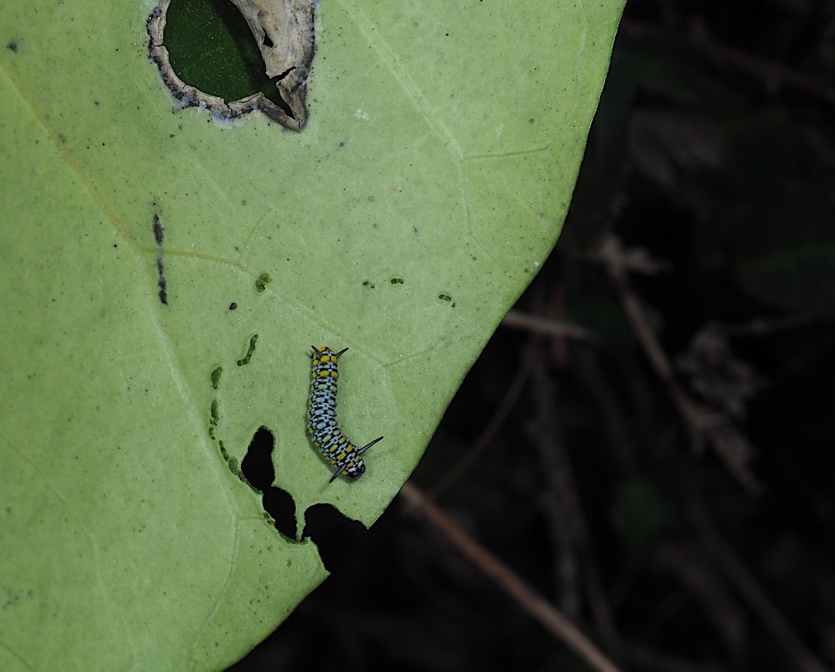 4月のアサギマダラ幼虫（2018年4月7日）_d0303129_20541866.jpg