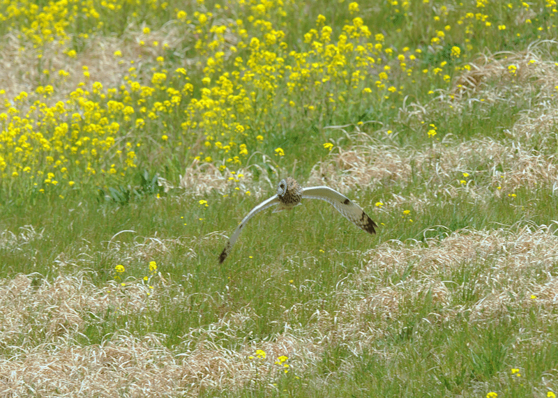 d0290240_07410622.gif