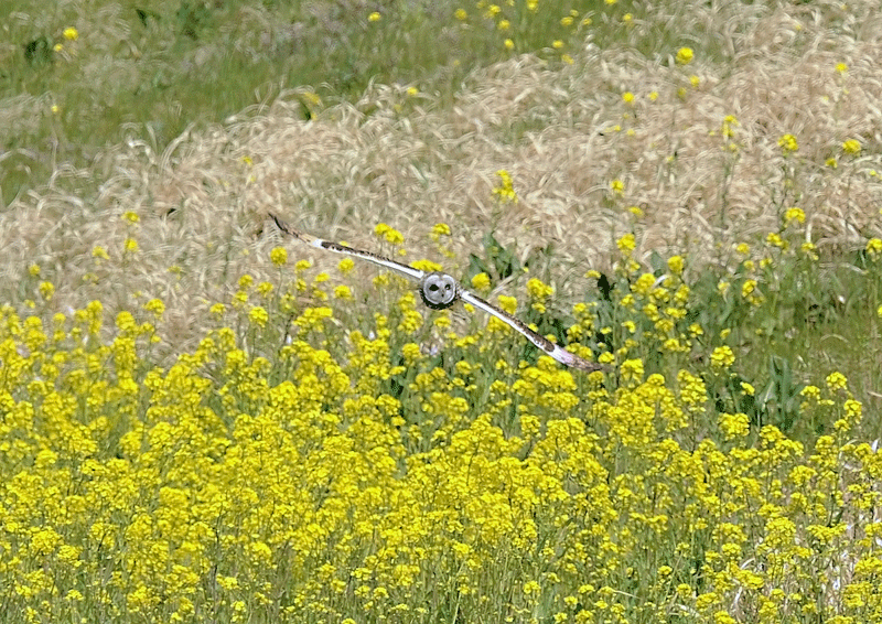d0290240_07412173.gif