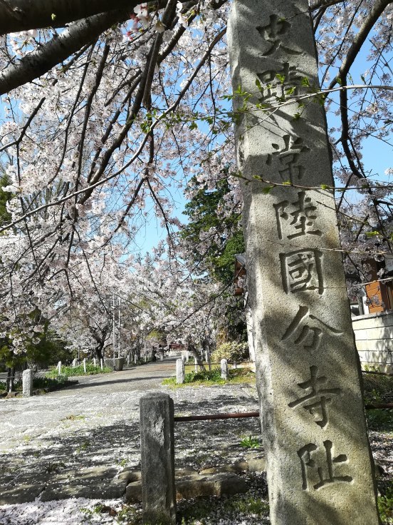 桜巡り２　常陸国分寺跡　＠茨城県_f0048546_00182564.jpg