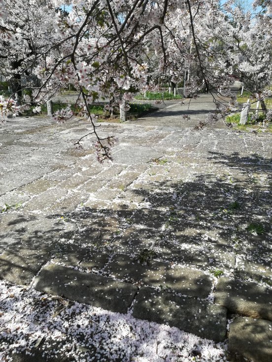 桜巡り２　常陸国分寺跡　＠茨城県_f0048546_00184167.jpg