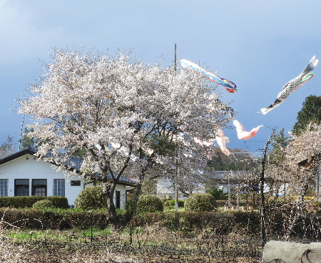 北杜市桜めぐりライド_e0172950_2153743.jpg