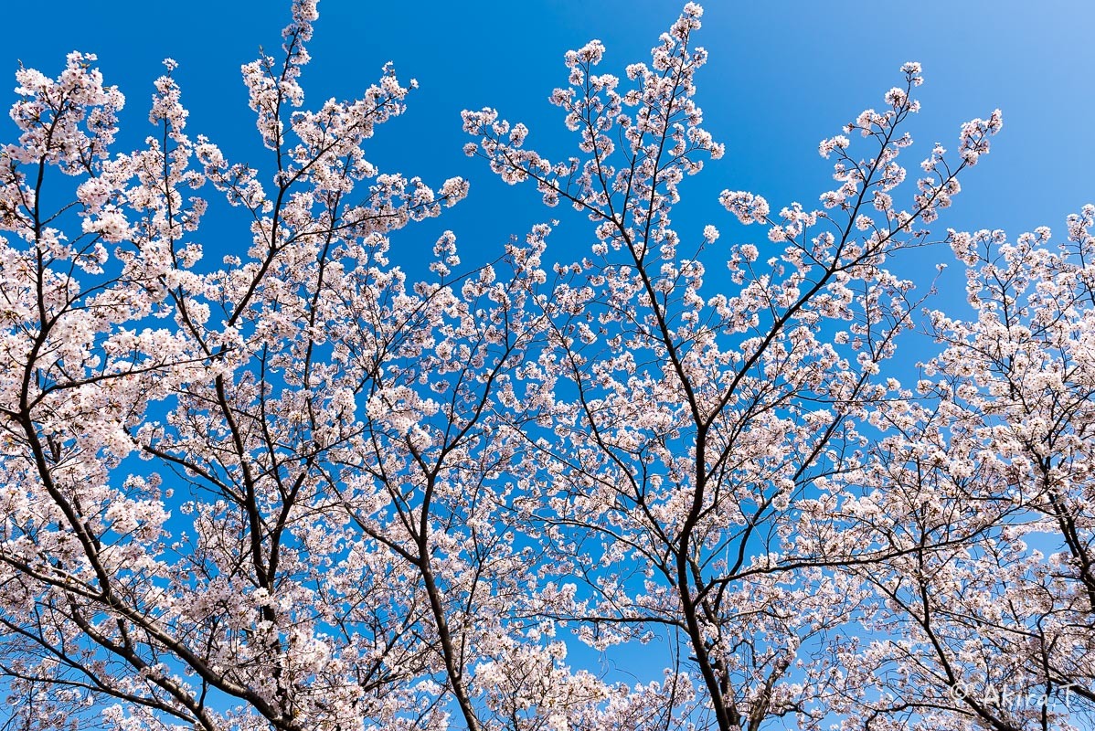 京都の桜 2018 〜4〜_f0152550_21240332.jpg