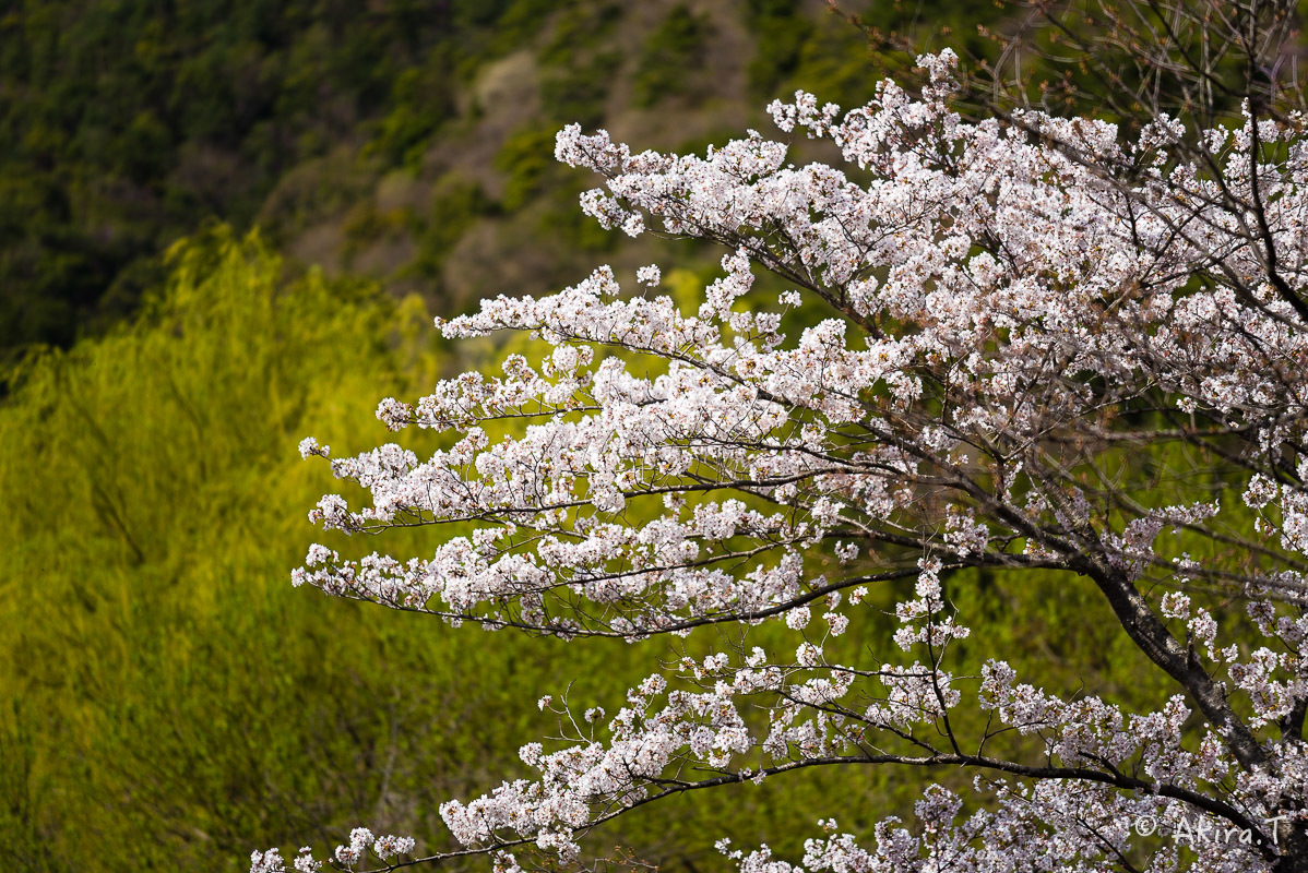 京都の桜 2018 〜4〜_f0152550_21244031.jpg