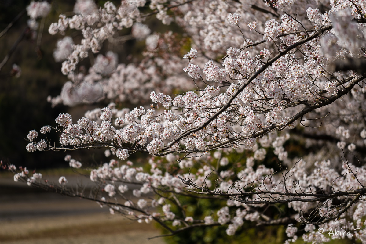 京都の桜 2018 〜4〜_f0152550_21255967.jpg