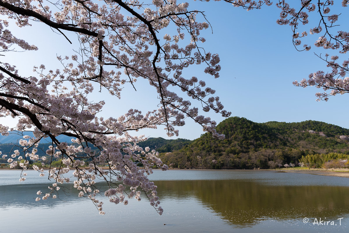 京都の桜 2018 〜4〜_f0152550_21290305.jpg