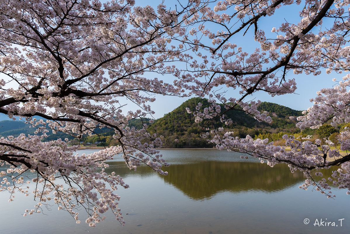 京都の桜 2018 〜4〜_f0152550_21292749.jpg