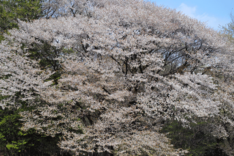 4月9日　嶺公園 カスミザクラ_a0001354_23481731.gif