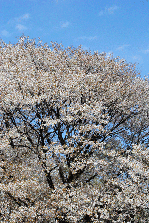 4月9日　嶺公園 カスミザクラ_a0001354_23482790.gif