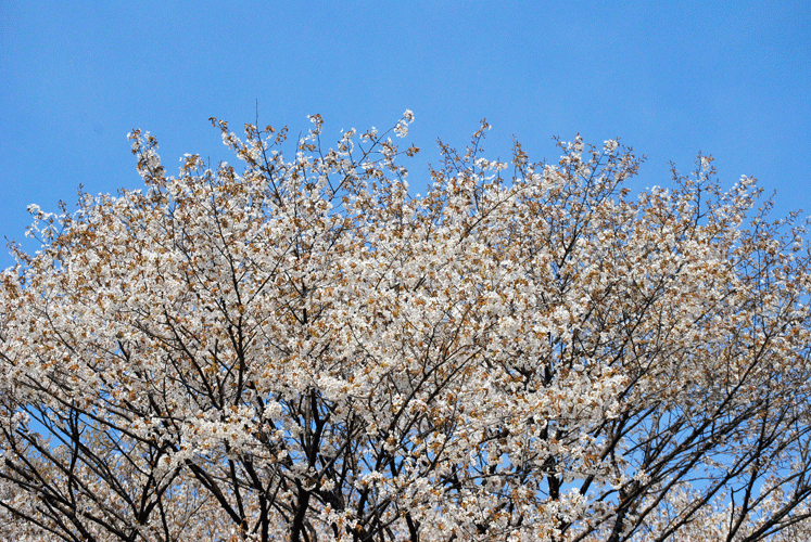 4月9日　嶺公園 カスミザクラ_a0001354_23483759.gif