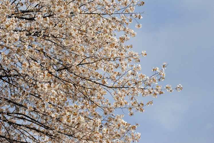 a0001354_23484729.gif
