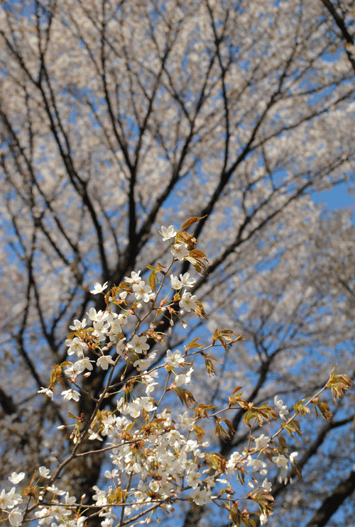 4月9日　嶺公園 カスミザクラ_a0001354_23494173.gif