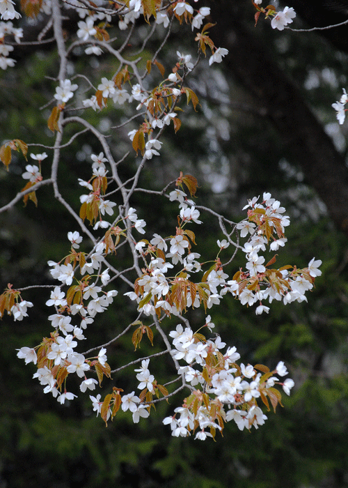 a0001354_23502715.gif