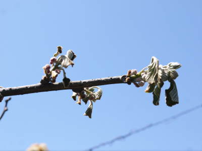 キウイの芽吹き!しかし、4月7日の雪で新芽が・・・。_a0254656_18442549.jpg