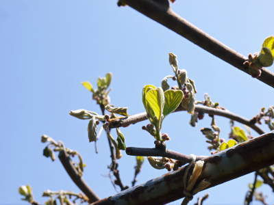 キウイの芽吹き!しかし、4月7日の雪で新芽が・・・。_a0254656_18534000.jpg