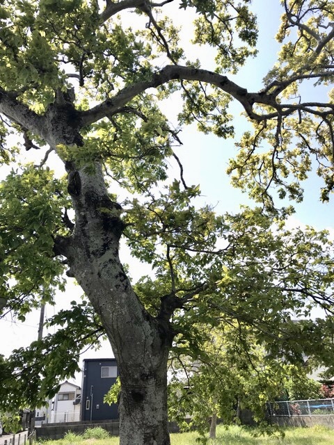 d0156557_16203292.jpeg